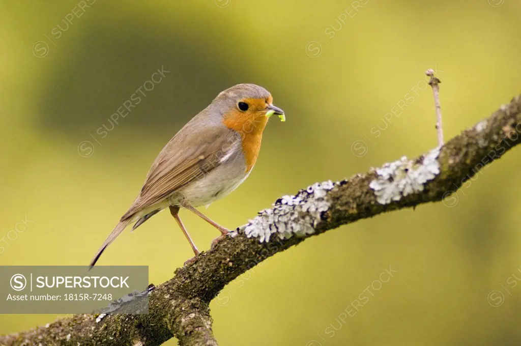 Robin perched on branch (Erithacus rubecula)