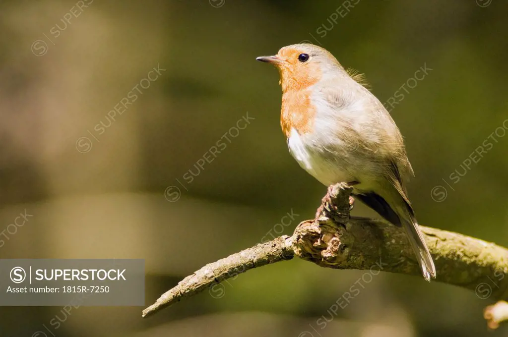 Robin perched on branch (Erithacus rubecula)
