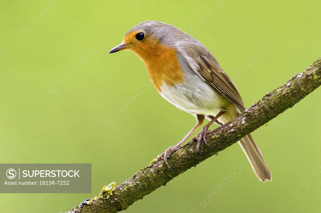 Red breast, erithacus rubicula