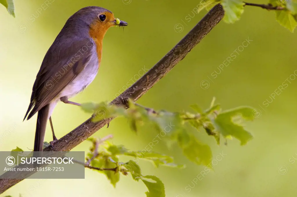 Red breast, erithacus rubicula