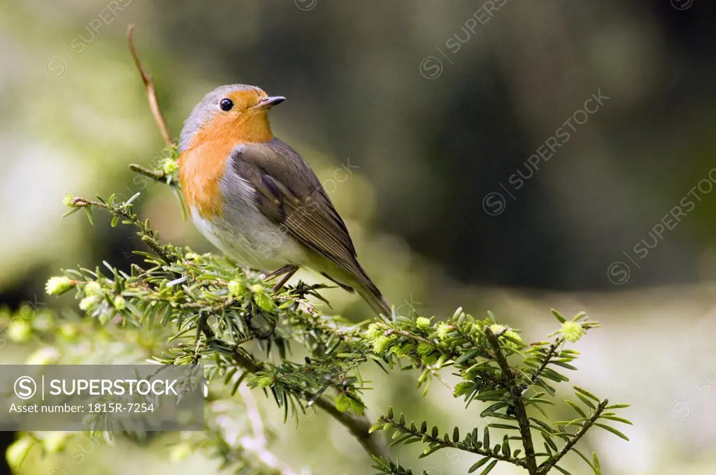 Robin perched on branch (Erithacus rubecula), close-up