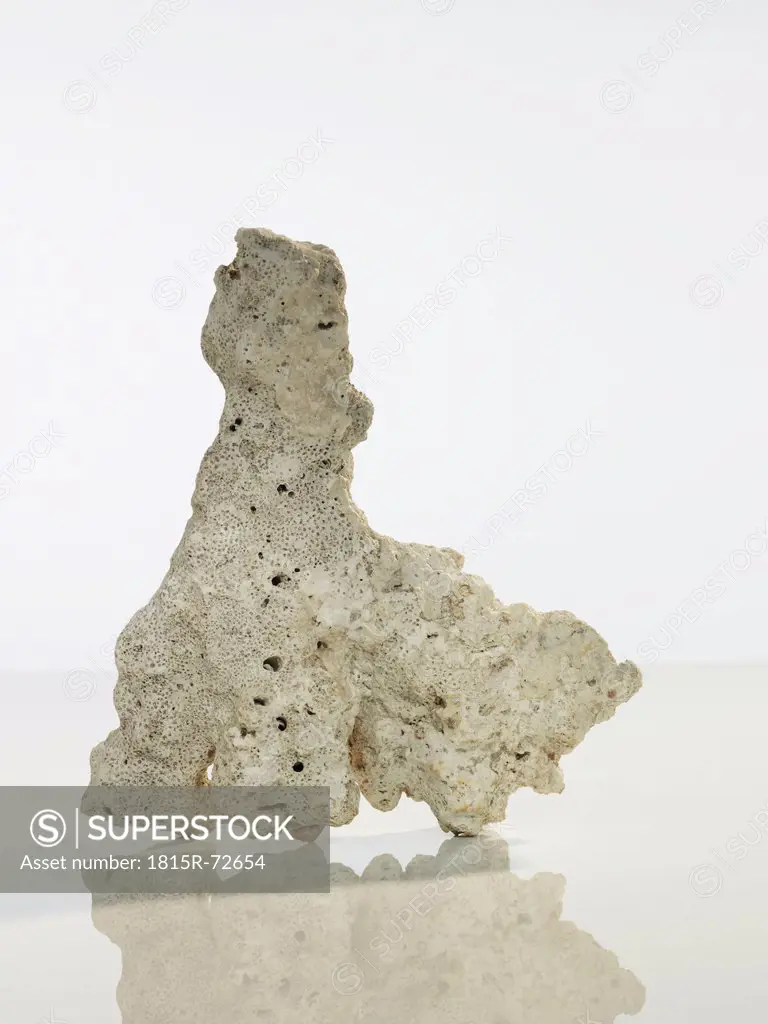 Coral skeleton on white background, close up
