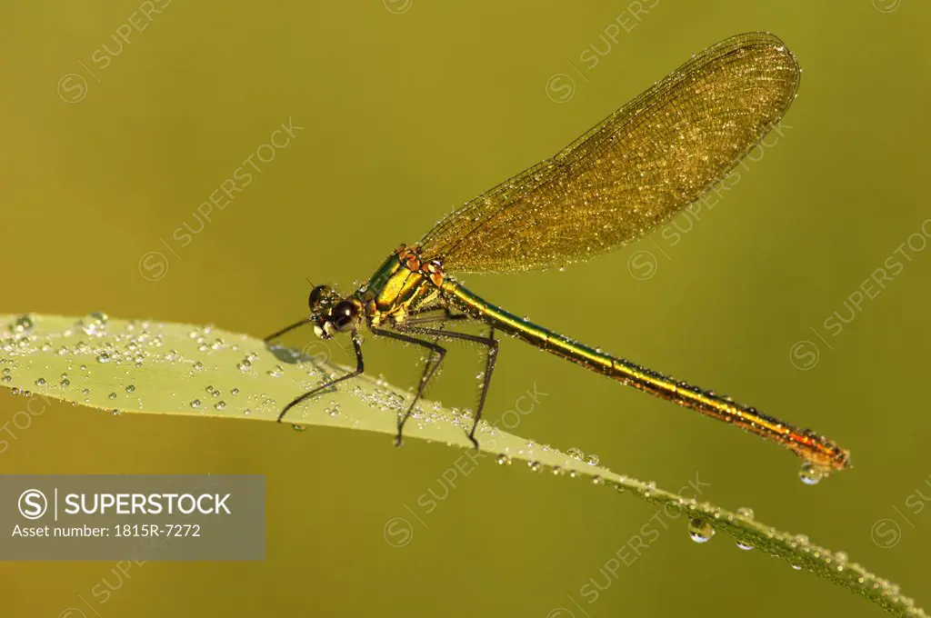 Female dragonfly, aeshna cyanae