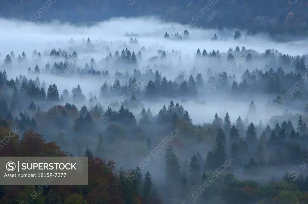 Forest in mist, Füssen, Bavaria, Germany, elevated view