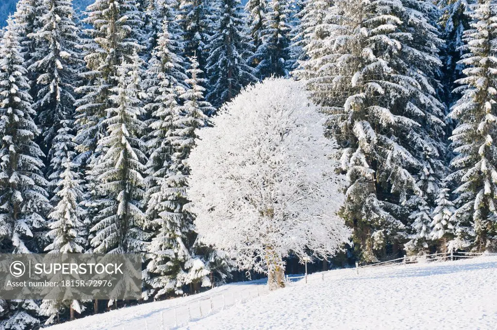 Austria, Salzburg, Snow covered trees in Altenmarkt_Zauchensee