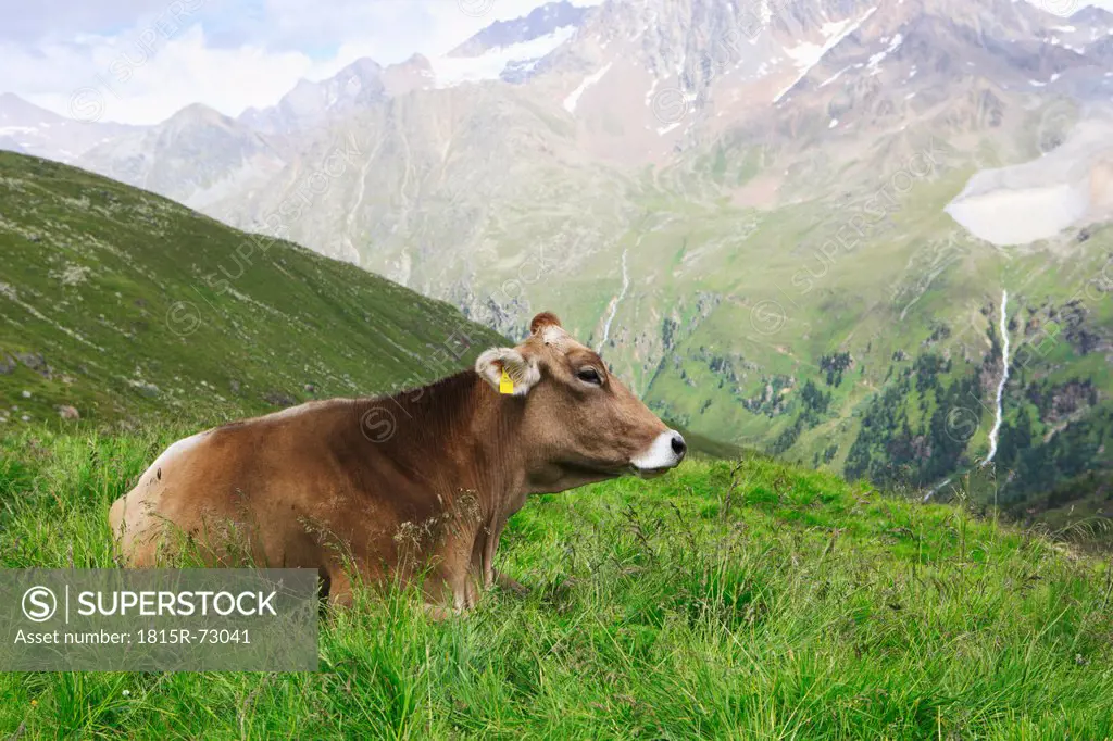 Austria, Tyrol, Kaunertal, Cow sitting in grass with mountain in background
