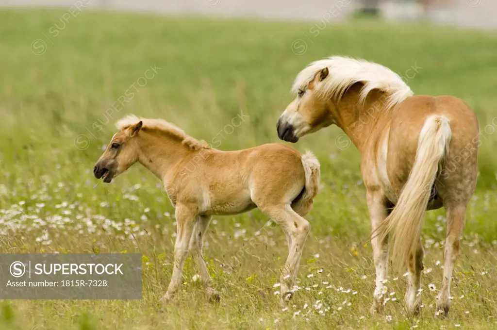 Exmoor-Pony with Foal