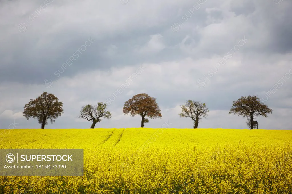 Germany, Hamburg, View of canola field with trees in background
