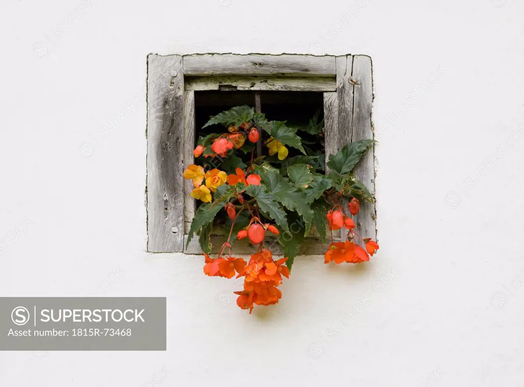 Austria, Styria, Stuebing, Window of farmhouse with flowers