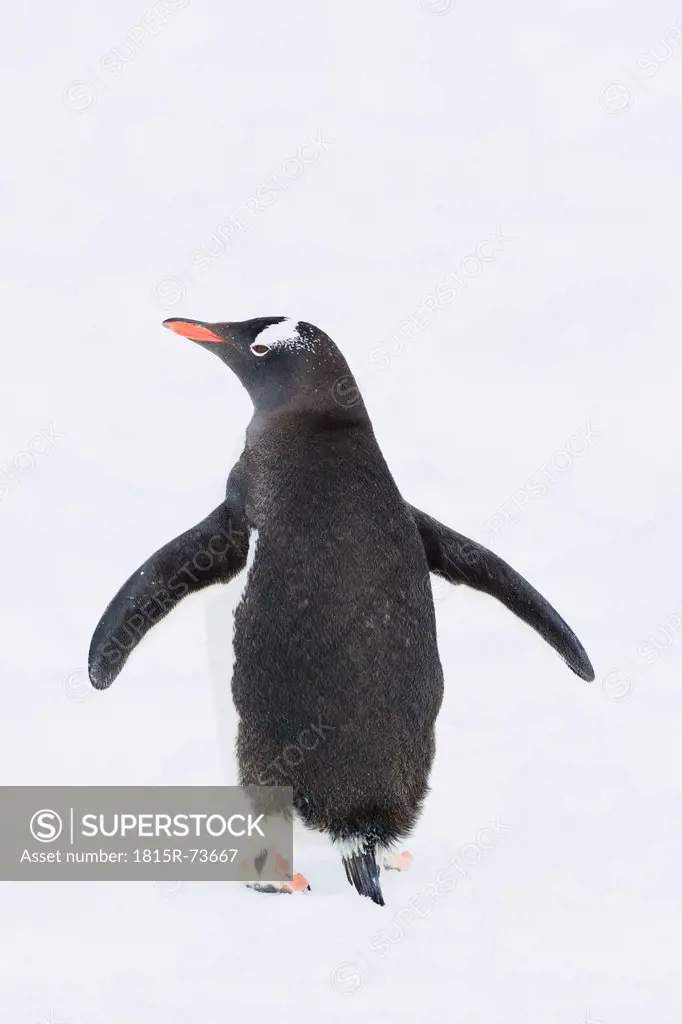 South Atlantic Ocean, Antarctic, Antarctic Peninsula, Gerlache Strait, Gentoo penguin
