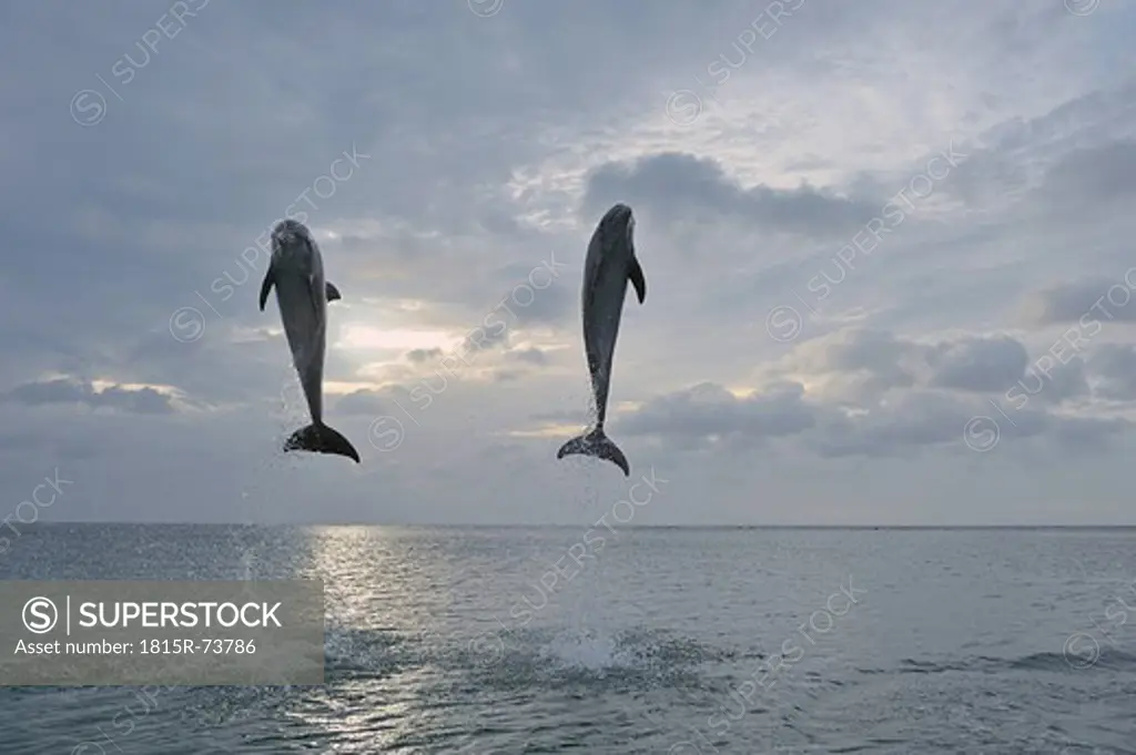 Latin America, Honduras, Bay Islands Department, Roatan, Caribbean Sea, View of bottlenose dolphins jumping in seawater at dusk
