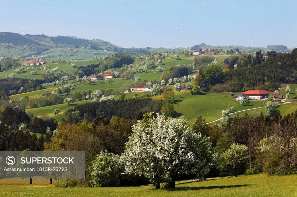 Austria, Lower Austria, Waldviertel, Mostviertel, Biberbach, View of blossoming pear trees