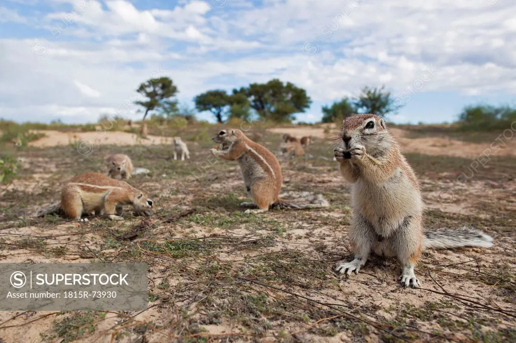 Africa, Botswana, Mabuasehube, African ground squirrel at kgalagadi transfrontier park