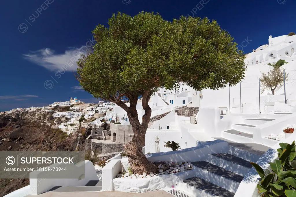 Greece, Cyclades, Thira, Santorini, Oia, View of stairs and olive tree