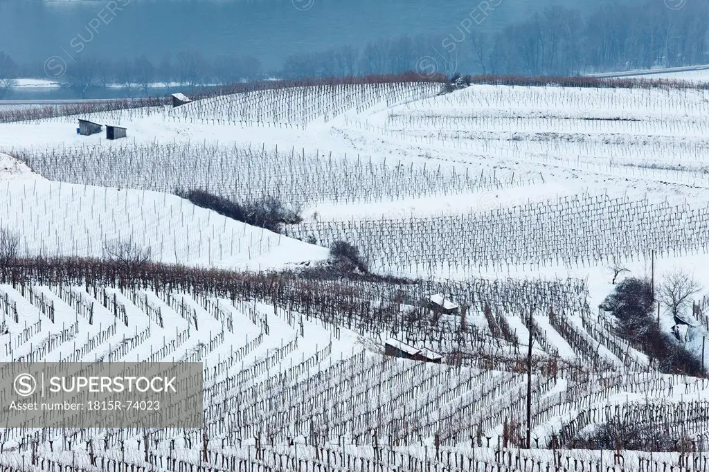 Austria, Lower Austria, Wachau, Waldviertel, View of snow covered vineyards