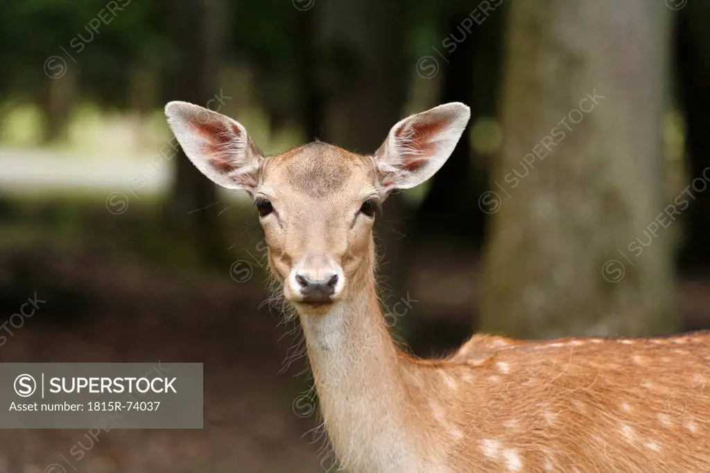 Germany, Bavaria, Fallow deer in wildpark