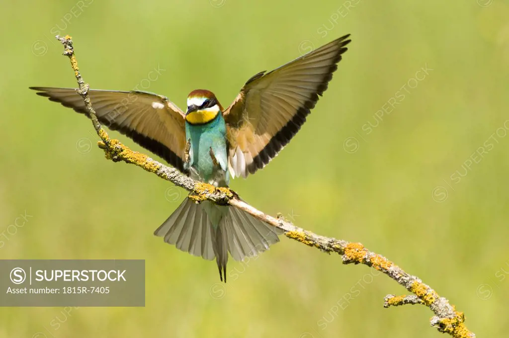 Bee-eater landing on branch, close-up