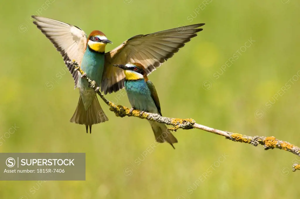 Two bee-eaters sitting on branch, close-up