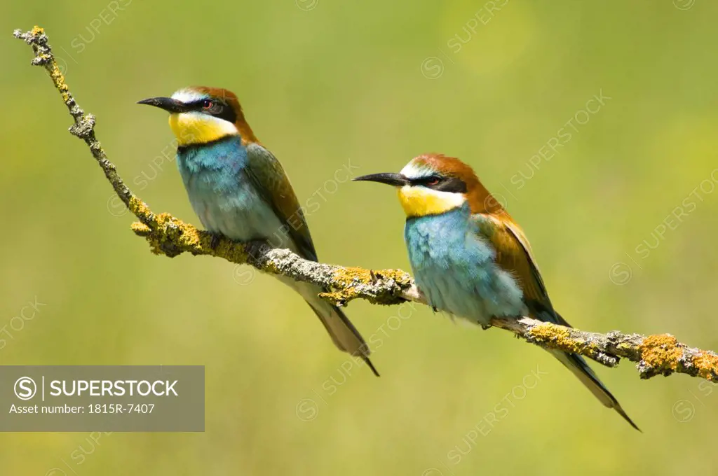 Bee-eaters sitting on twig