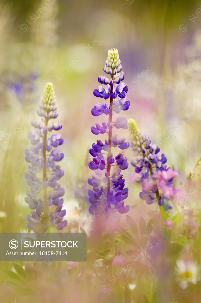 Wild Lupines in field, close-up