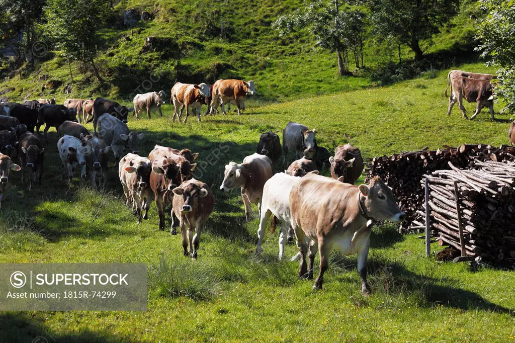 Germany, Bavaria, Herd of cattle walking