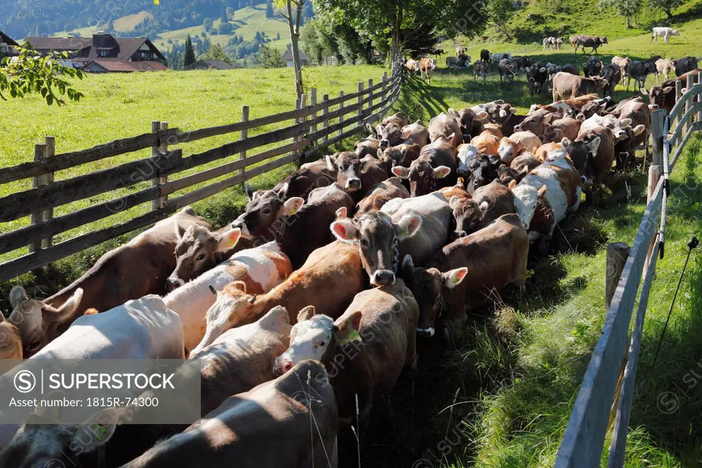 Germany, Bavaria, Herd of cattle walking through fence