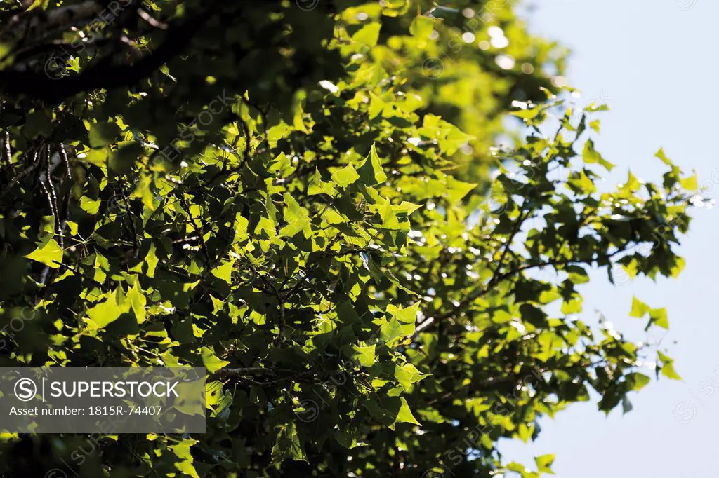 Germany, View of lombardy poplar tree, close up