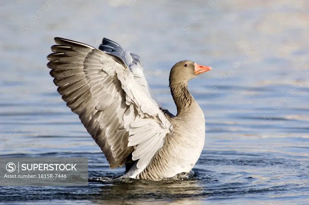 Grey goose on lake