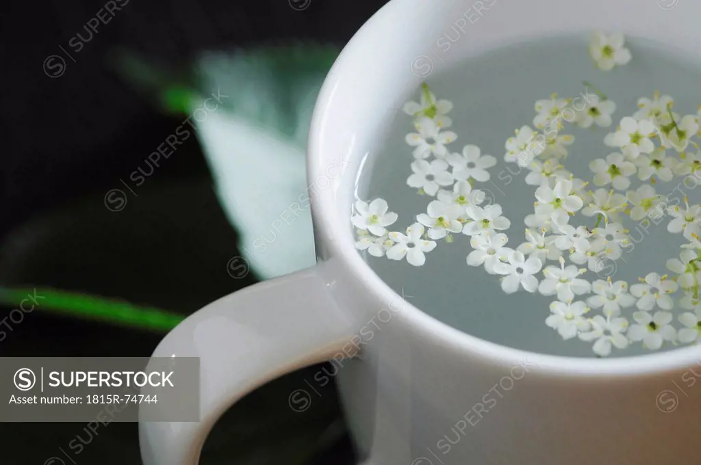 Close up of elderflower in tea cup