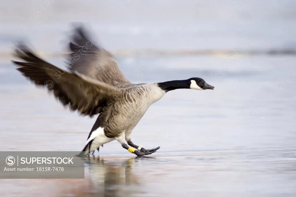 Canada goose, close-up