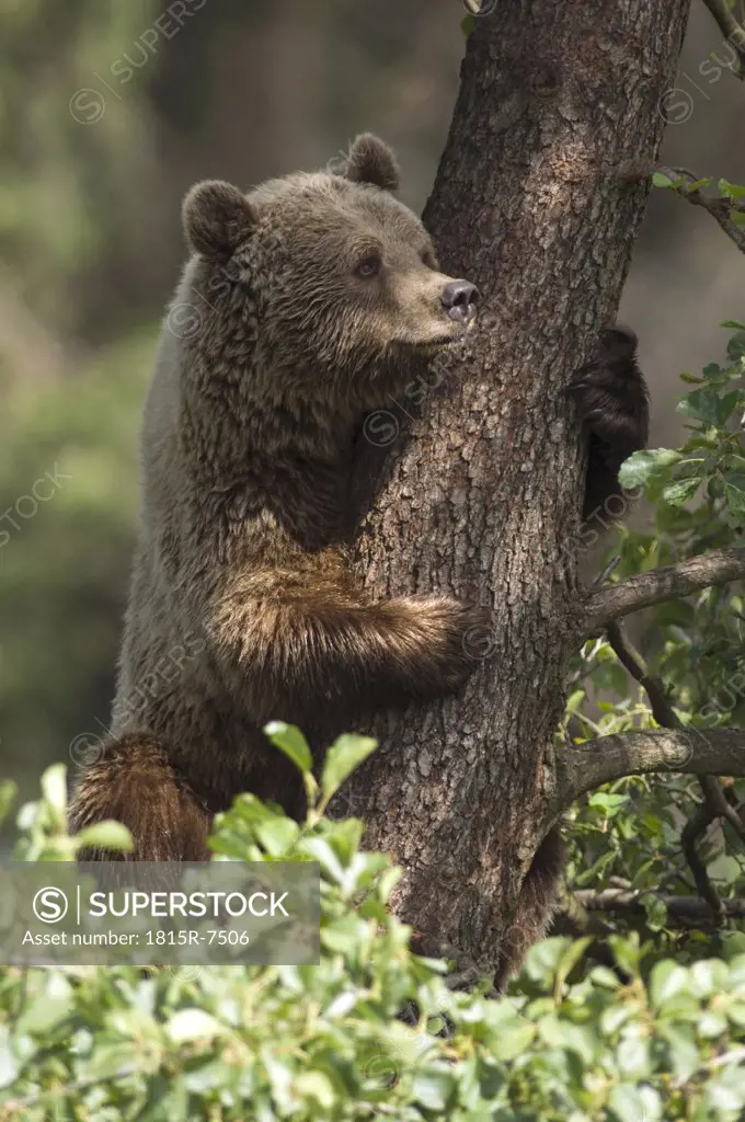 European Brown bear in tree (Ursus arctos)