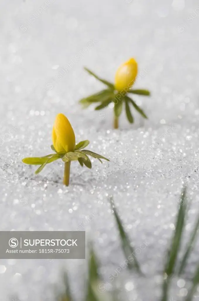Germany, Bavaria, Winter aconite in snow, close up