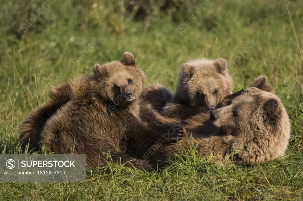 Brown bear with cubs (Ursus arctos)