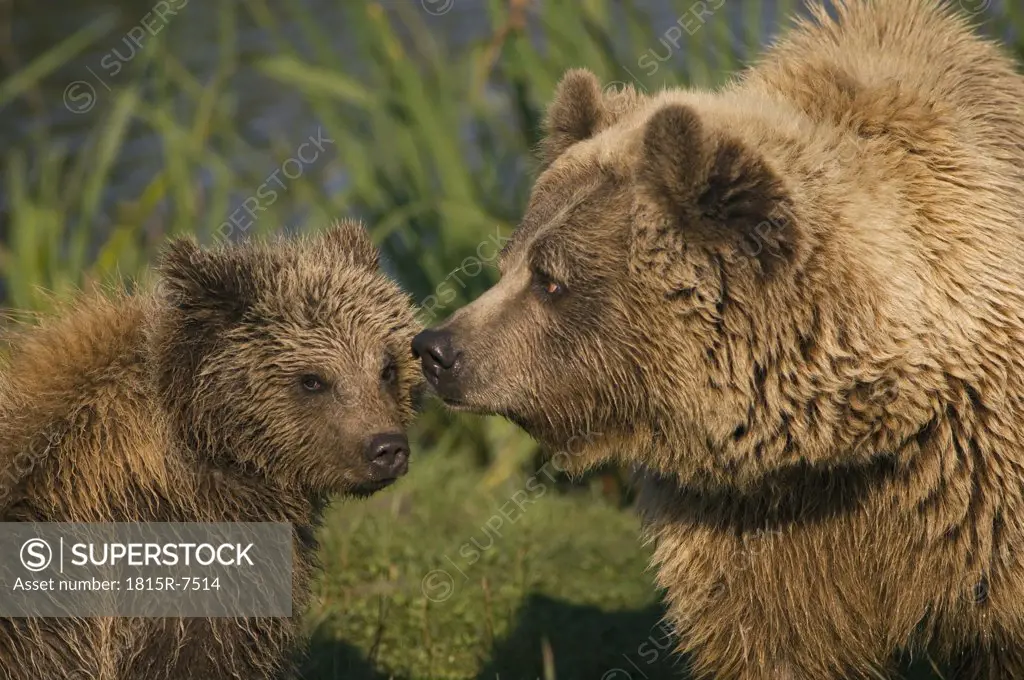 Brown bear with cub (Ursus arctos)