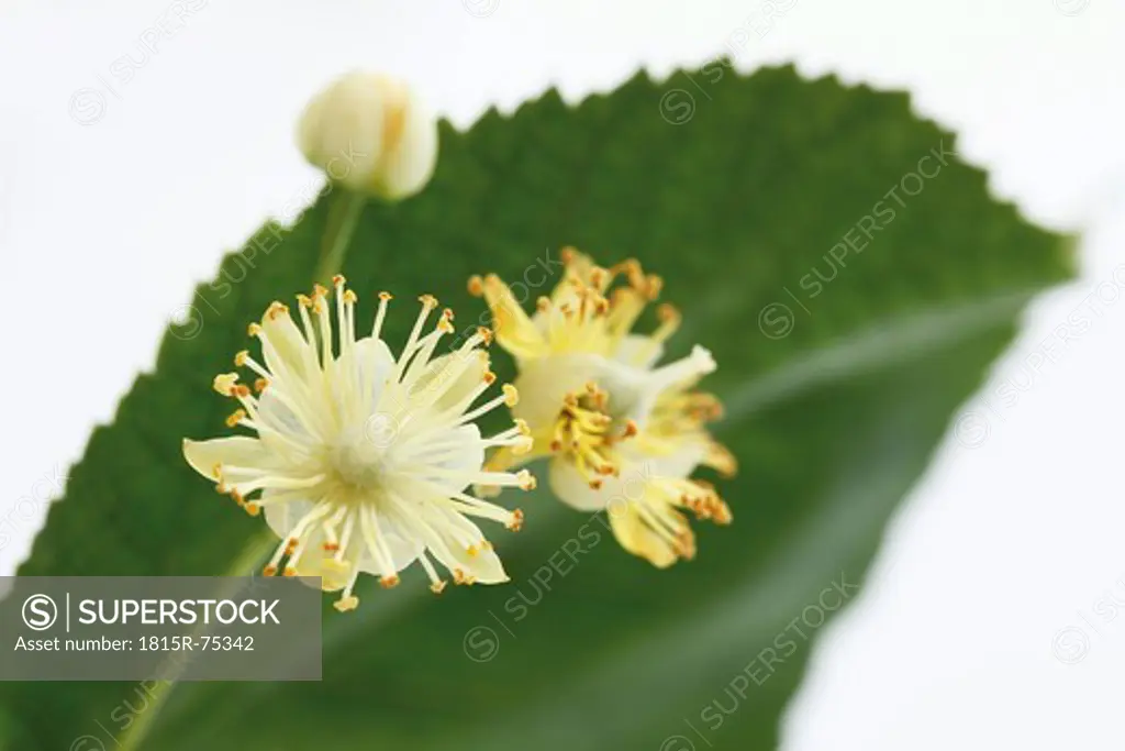Lime leaves and blossoms against white background