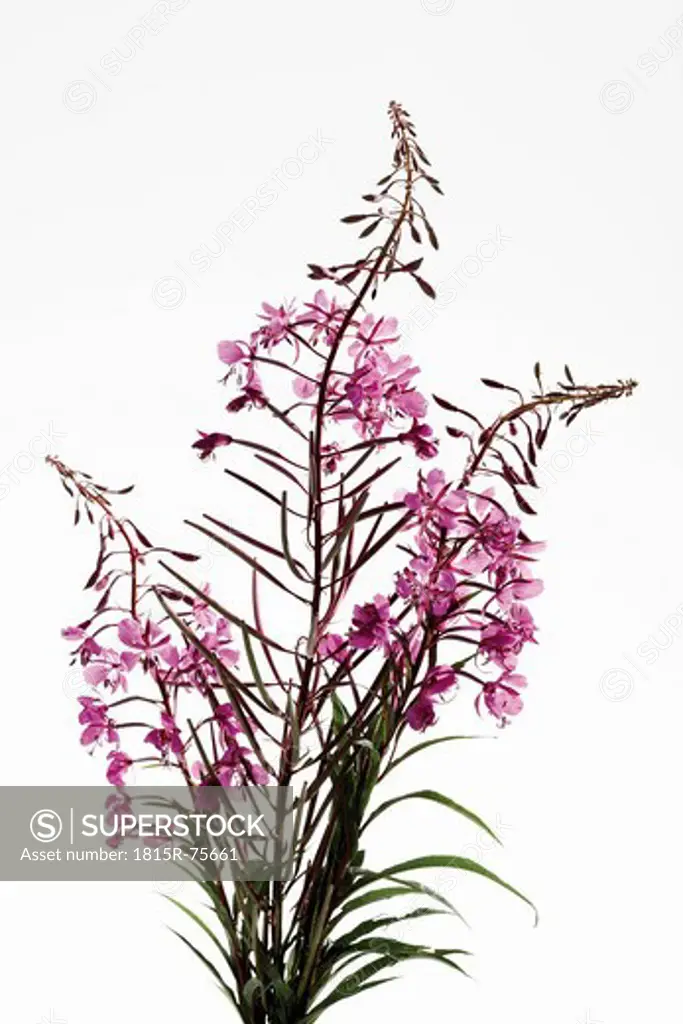 Fireweed against white background, close up