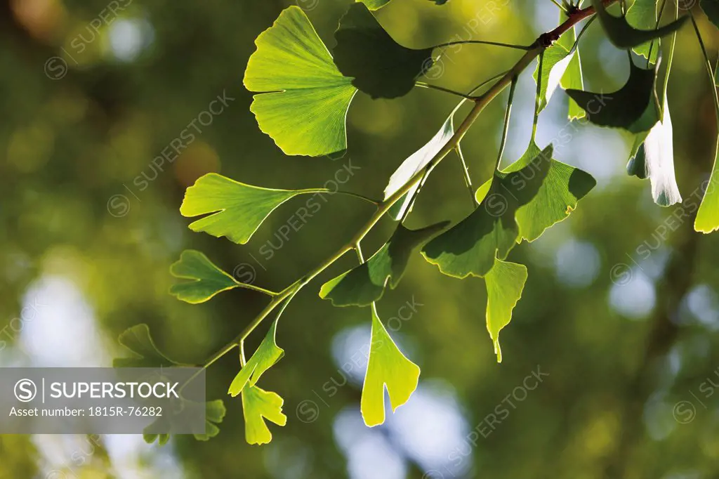 Ginko tree, close up