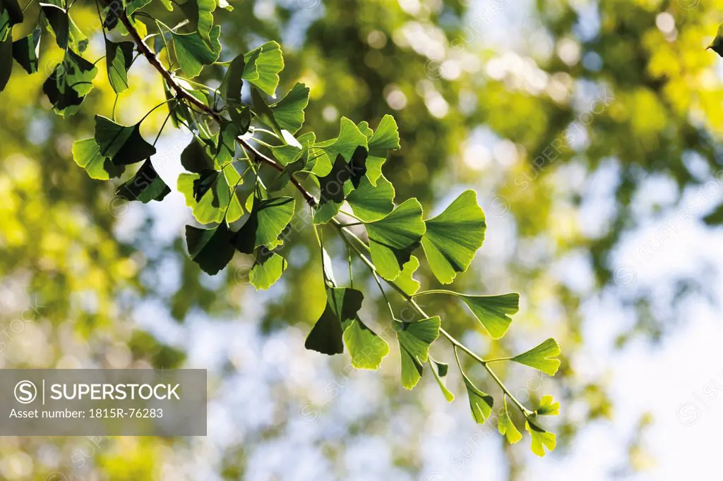 Germany, View of ginko tree, close up