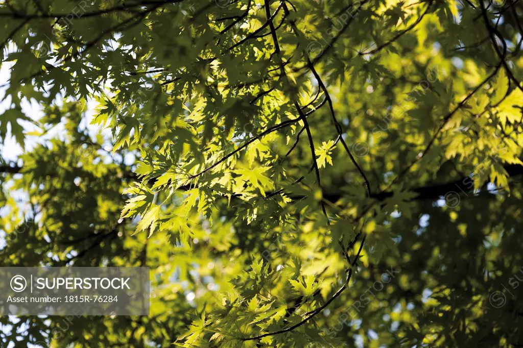 Germany, View of silver maple, close up