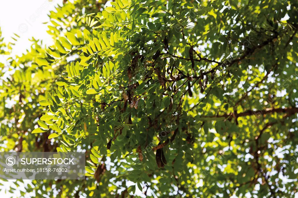 Germany, View of black poplar tree, close up