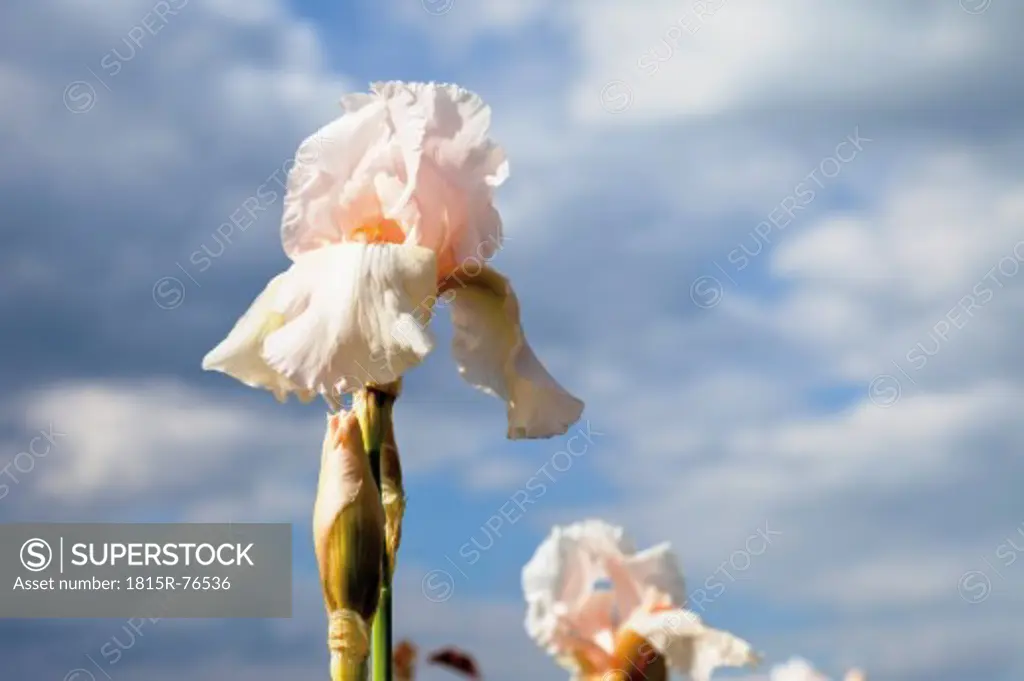 Germany, Close up of Iris barbarta flower