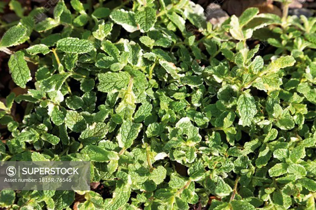 Germany, Close up of Variegated Apple Mint plant