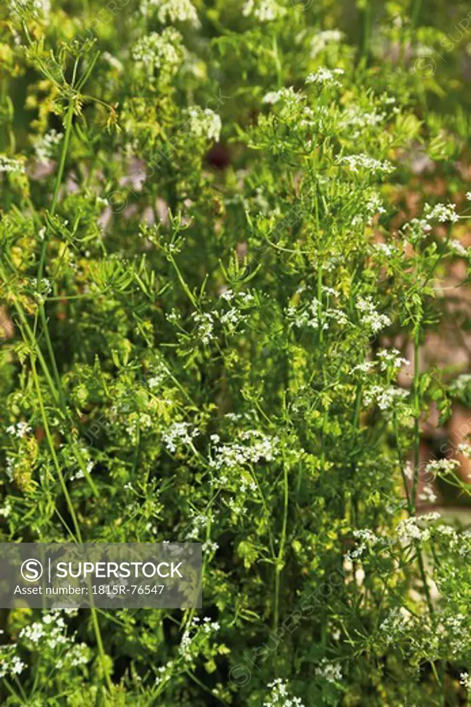 Germany, Close up of Chervil plant