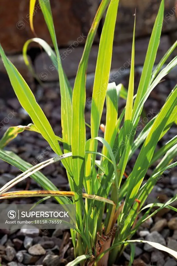 Germany, Close up of West Indies lemon grass plant