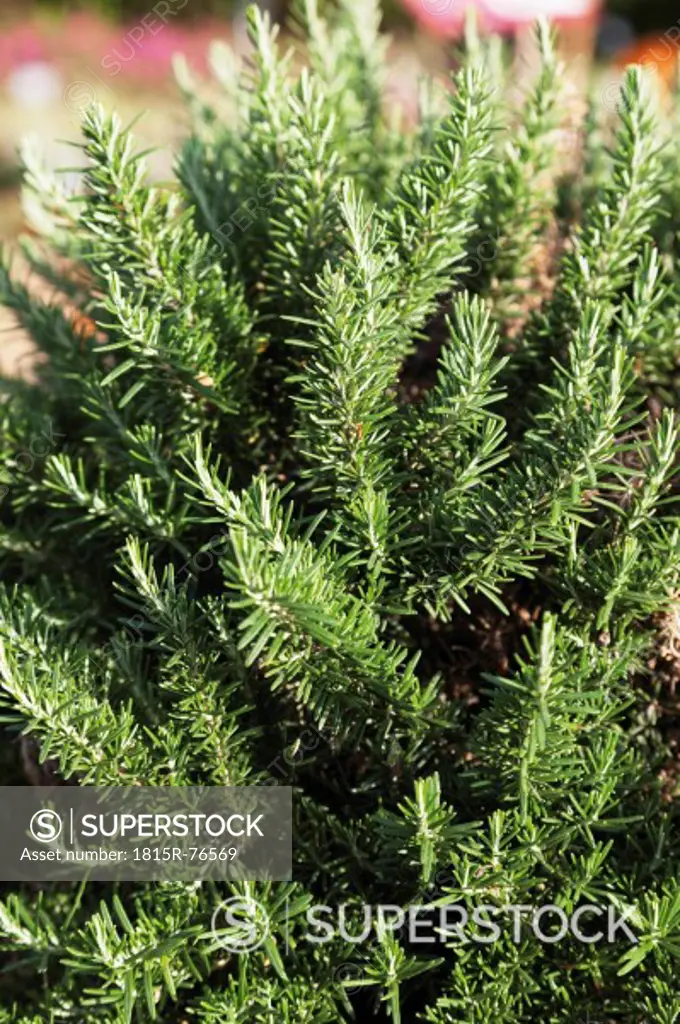 Germany, Close up of rosemary plant