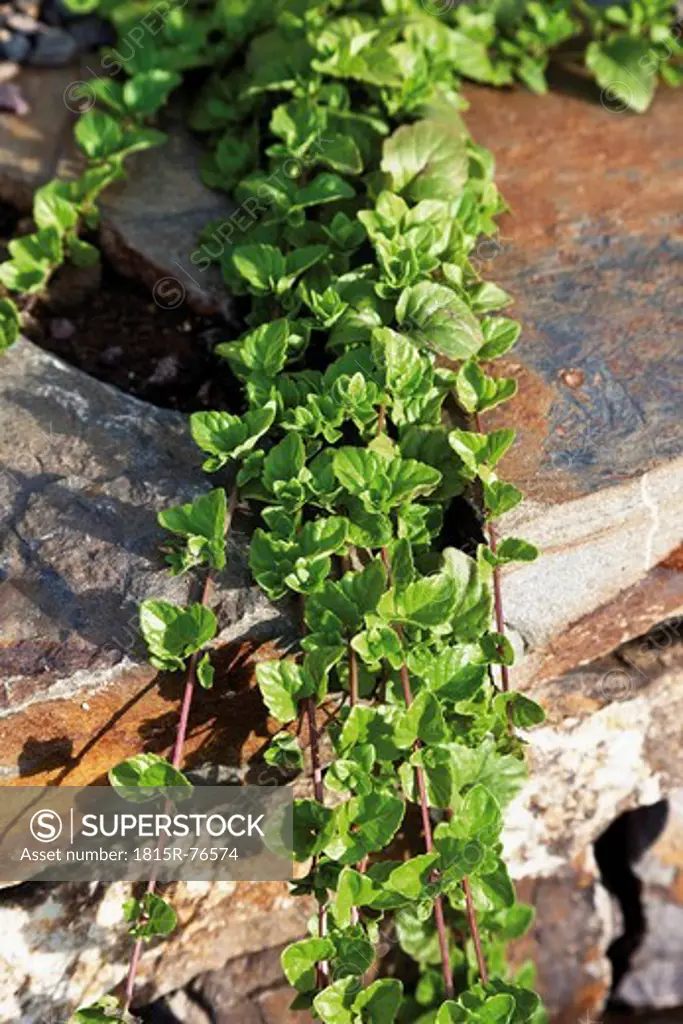 Germany, Close up of Indian Mint plant