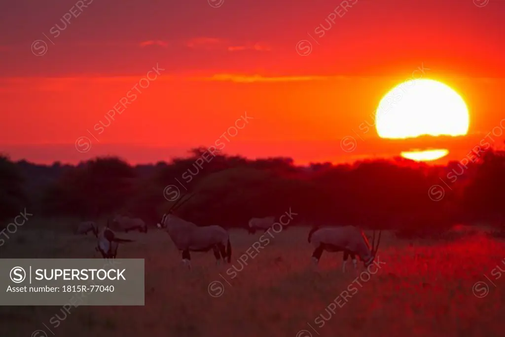 Africa, Botswana, Gemsbok in central kalahari game reserve at sunset