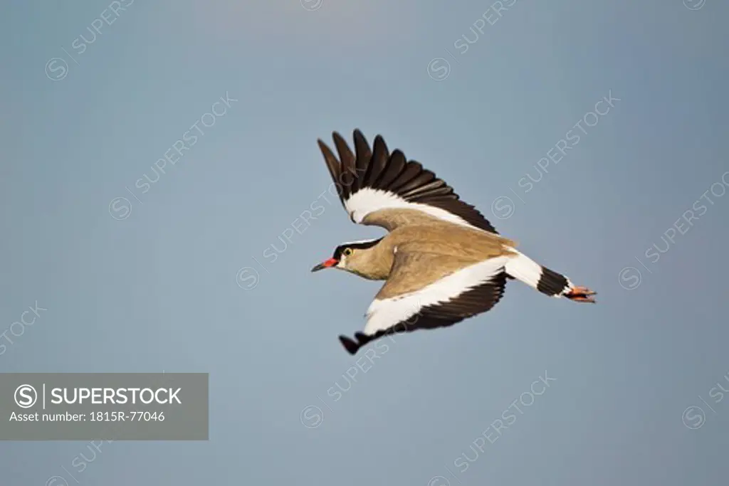 Africa, Botswana, Central Kalahari Game Reserve, Lapwing flying in the clear sky