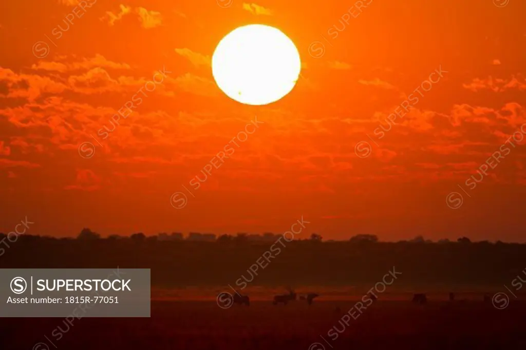 Africa, Botswana, Gemsbok in central kalahari game reserve at sunrise