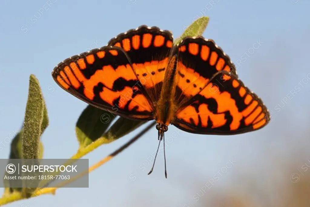 Africa, Botswana, Central Kalahari Game Reserve, Plain tiger butterfly on plant, close up